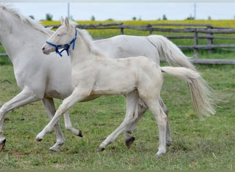 Polski koń szlachetny półkrwi, Klacz, , 165 cm, Cremello