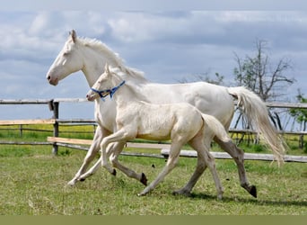 Polski koń szlachetny półkrwi, Klacz, , 165 cm, Cremello