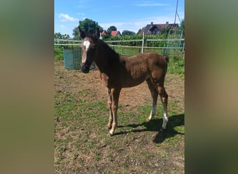 Polski koń szlachetny półkrwi, Klacz, Źrebak (06/2026), 168 cm, Karosiwa