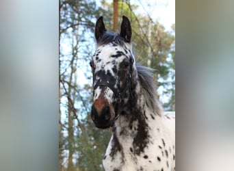 Polski koń szlachetny półkrwi, Ogier, 1 Rok, 168 cm, Tarantowata