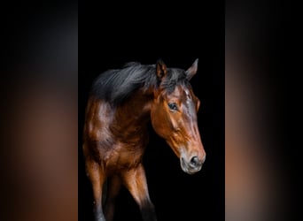 Polski koń szlachetny półkrwi, Ogier, 1 Rok, 176 cm, Ciemnogniada