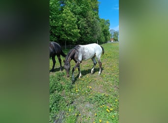 Polski koń szlachetny półkrwi, Ogier, 3 lat, 158 cm, Tarantowata