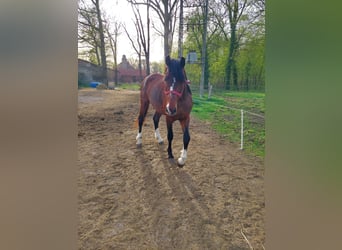 Polski koń szlachetny półkrwi, Ogier, 3 lat, 164 cm, Skarogniada