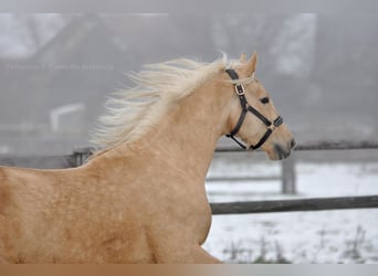 Polski koń szlachetny półkrwi, Ogier, 4 lat, 161 cm, Izabelowata