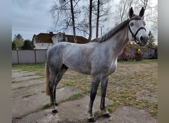 Polski koń szlachetny półkrwi, Ogier, 4 lat, 167 cm, Siwa