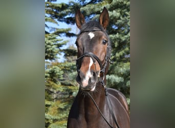 Polski koń szlachetny półkrwi, Ogier, 5 lat, 173 cm, Ciemnogniada