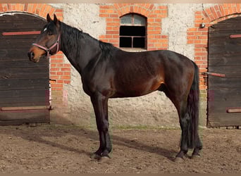 Polski koń szlachetny półkrwi, Ogier, 8 lat, 168 cm, Gniada