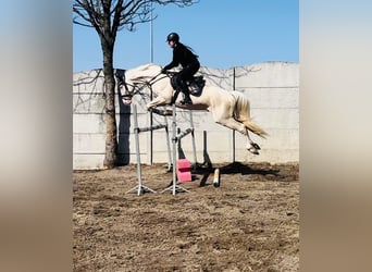 Polski koń szlachetny półkrwi, Ogier, 9 lat, 168 cm, Cremello