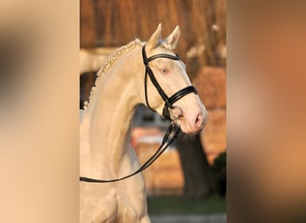 Polski koń szlachetny półkrwi, Ogier, 9 lat, 168 cm, Cremello