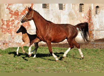 Polski koń szlachetny półkrwi, Ogier, , 167 cm, Izabelowata