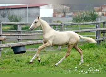 Polski koń szlachetny półkrwi, Ogier, , 167 cm, Izabelowata