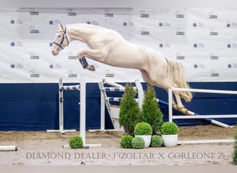 Polski koń szlachetny półkrwi, Ogier, , 167 cm, Izabelowata