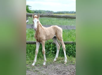 Polski koń szlachetny półkrwi, Ogier, , 167 cm, Izabelowata