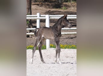 Polski koń szlachetny półkrwi, Ogier, , Kara
