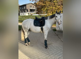 Polski koń szlachetny półkrwi, Wałach, 10 lat, 150 cm, Siwa