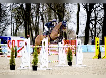 Polski koń szlachetny półkrwi, Wałach, 10 lat, 165 cm, Gniada