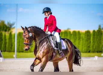 Polski koń szlachetny półkrwi, Wałach, 10 lat, 165 cm, Gniada