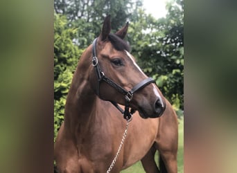 Polski koń szlachetny półkrwi, Wałach, 10 lat, 167 cm, Gniada