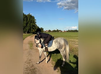 Polski koń szlachetny półkrwi, Wałach, 12 lat, 155 cm, Siwa jabłkowita