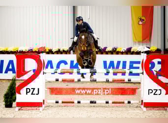 Polski koń szlachetny półkrwi, Wałach, 12 lat, 180 cm, Gniada