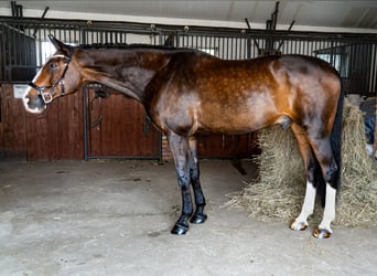 Polski koń szlachetny półkrwi, Wałach, 13 lat, 178 cm, Ciemnogniada