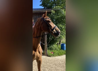 Polski koń szlachetny półkrwi, Wałach, 20 lat, 179 cm, Kasztanowata