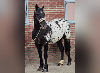 Polski koń szlachetny półkrwi, Wałach, 2 lat, 159 cm, Tarantowata