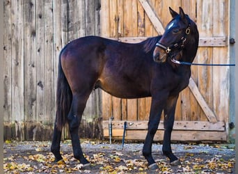 Polski koń szlachetny półkrwi, Wałach, 2 lat, 165 cm, Ciemnogniada