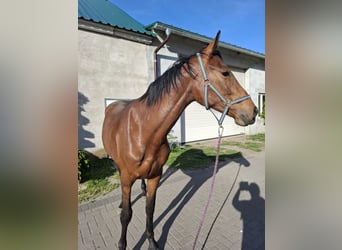 Polski koń szlachetny półkrwi, Wałach, 2 lat, 172 cm, Gniada