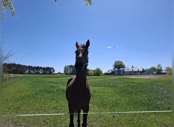 Polski koń szlachetny półkrwi, Wałach, 2 lat, 172 cm, Gniada