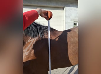 Polski koń szlachetny półkrwi, Wałach, 2 lat, 172 cm, Gniada
