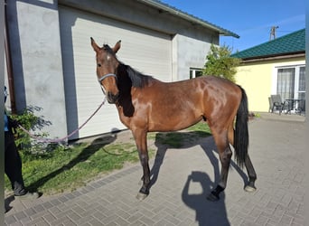 Polski koń szlachetny półkrwi, Wałach, 2 lat, 172 cm, Gniada