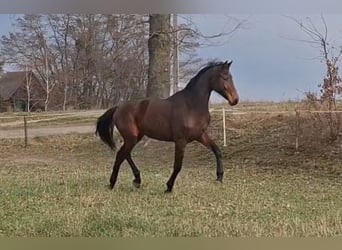 Polski koń szlachetny półkrwi, Wałach, 2 lat, 172 cm, Gniada