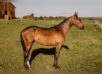 Polski koń szlachetny półkrwi, Wałach, 2 lat, 178 cm, Gniada