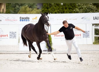 Polski koń szlachetny półkrwi, Wałach, 3 lat, 155 cm, Kara