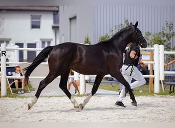 Polski koń szlachetny półkrwi, Wałach, 3 lat, 155 cm, Kara