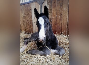 Polski koń szlachetny półkrwi, Wałach, 3 lat, 155 cm, Kara