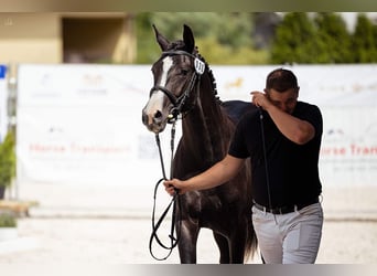 Polski koń szlachetny półkrwi, Wałach, 3 lat, 155 cm, Kara