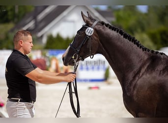 Polski koń szlachetny półkrwi, Wałach, 3 lat, 155 cm, Kara