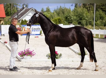 Polski koń szlachetny półkrwi, Wałach, 3 lat, 155 cm, Kara