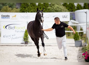 Polski koń szlachetny półkrwi, Wałach, 3 lat, 155 cm, Kara