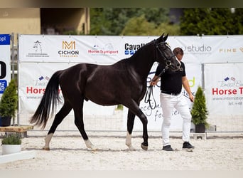 Polski koń szlachetny półkrwi, Wałach, 3 lat, 155 cm, Kara