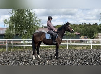 Polski koń szlachetny półkrwi, Wałach, 3 lat, 156 cm, Gniada