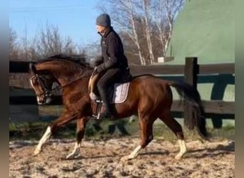 Polski koń szlachetny półkrwi, Wałach, 3 lat, 158 cm, Gniada