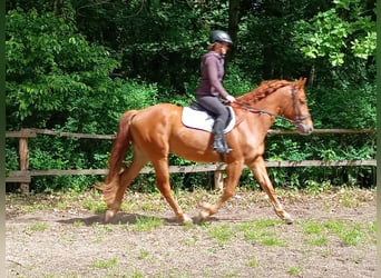 Polski koń szlachetny półkrwi, Wałach, 3 lat, 162 cm, Kasztanowata