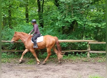 Polski koń szlachetny półkrwi, Wałach, 3 lat, 162 cm, Kasztanowata