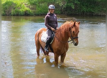 Polski koń szlachetny półkrwi, Wałach, 3 lat, 162 cm, Kasztanowata