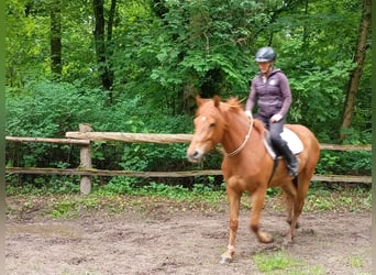 Polski koń szlachetny półkrwi, Wałach, 3 lat, 162 cm, Kasztanowata