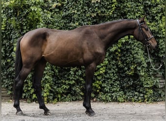 Polski koń szlachetny półkrwi, Wałach, 3 lat, 172 cm, Gniada
