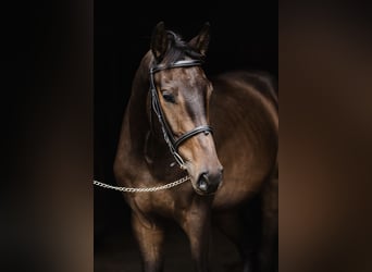 Polski koń szlachetny półkrwi, Wałach, 3 lat, 172 cm, Gniada